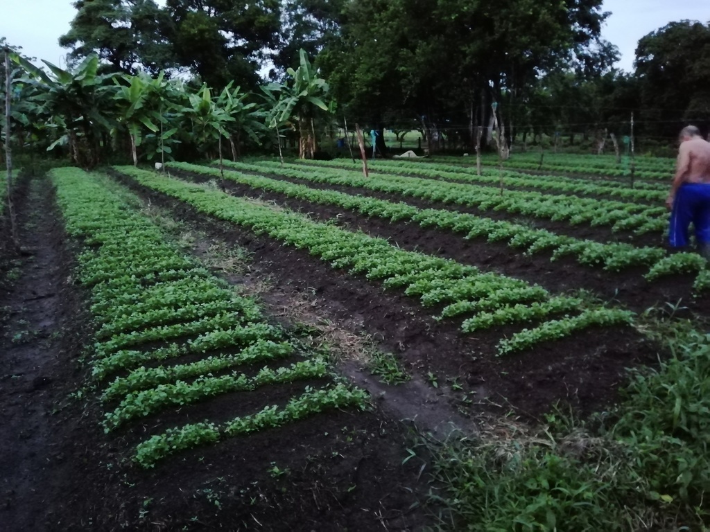 Cilantro Verdao