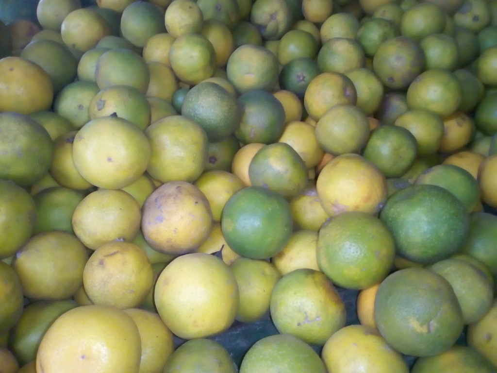 Naranja dulce pareja
