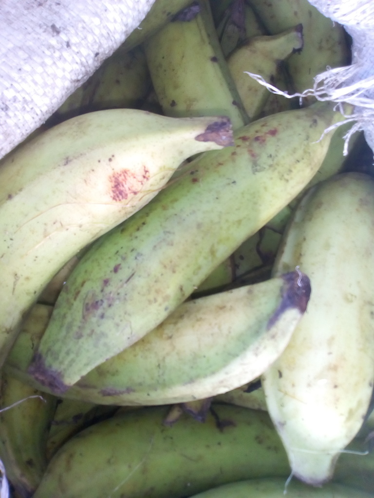 Plátano