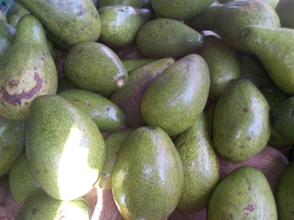 Aguacate
