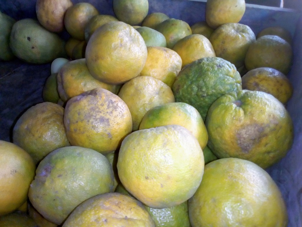 Naranja agria