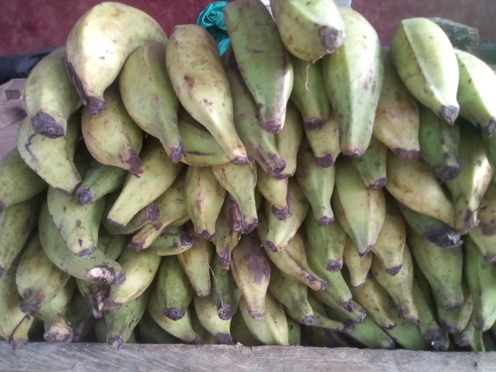 Plátano