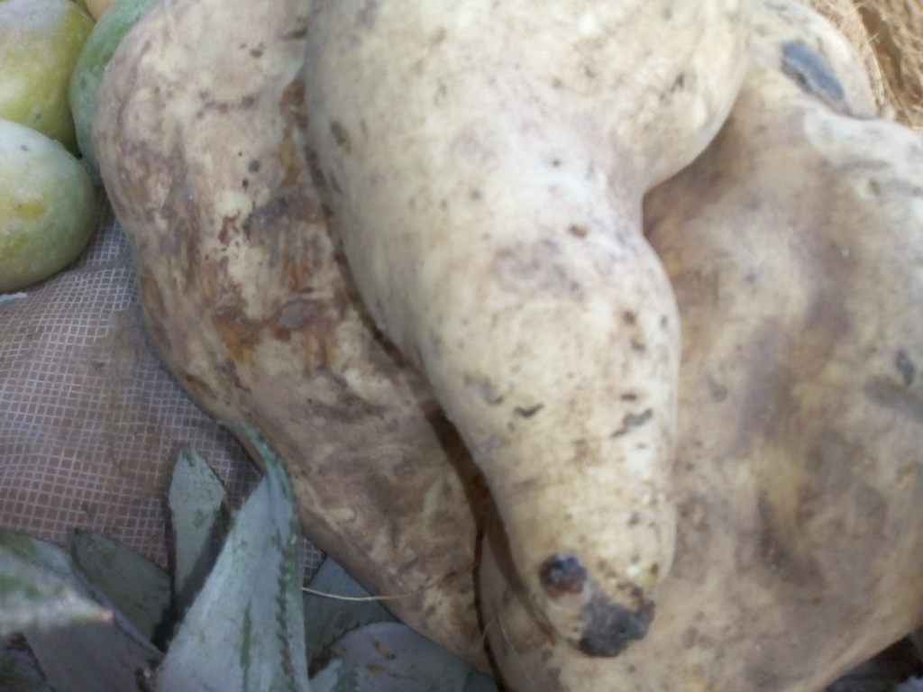 Batata