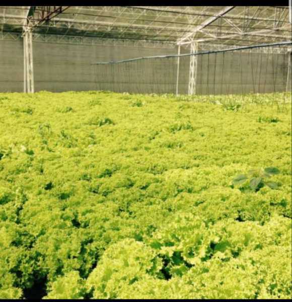 Lechuga crespa