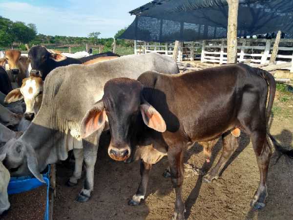Macho de levante