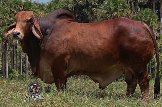 Venta de semen Brahman Obispo Nacional