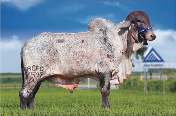 Venta de Semen Gyr Shoker Importado