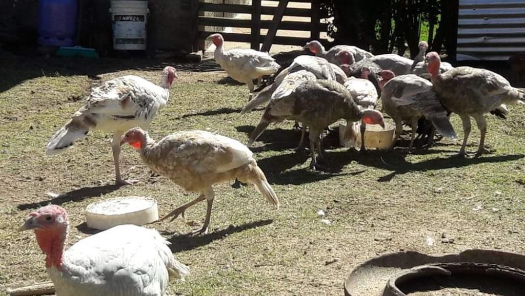Pavo en pie