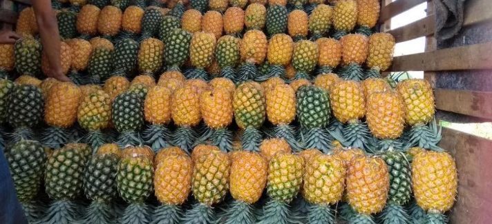 Piña oromiel