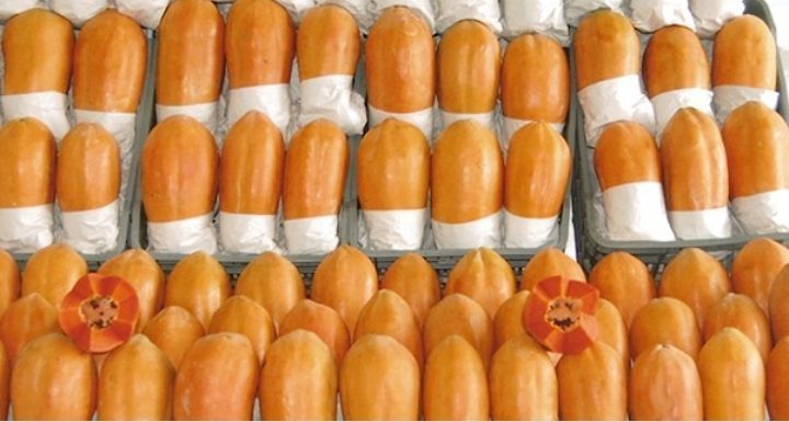 Papaya maradol gruesa