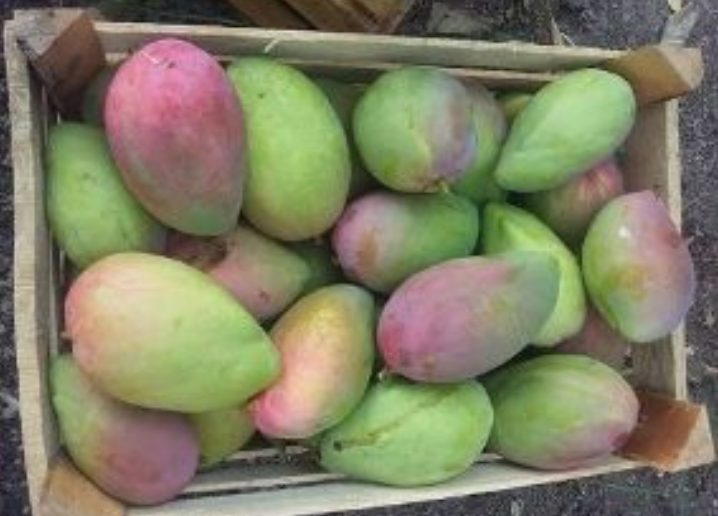 Mango farchi