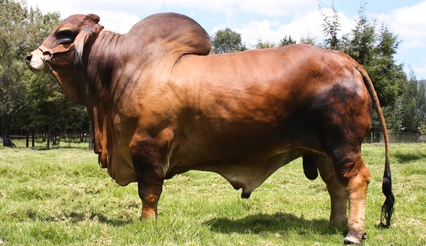 Venta de semen Brahman Monterrey Trueno 972/8