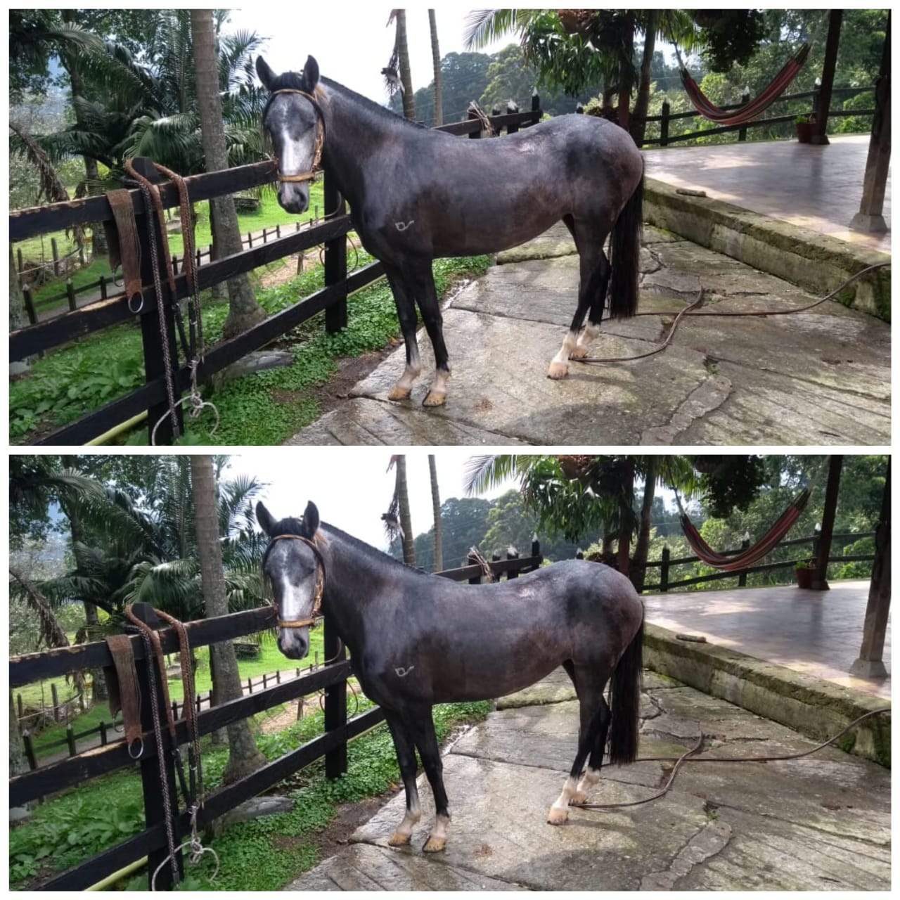 Yegua Trotona Galopera 39 meses