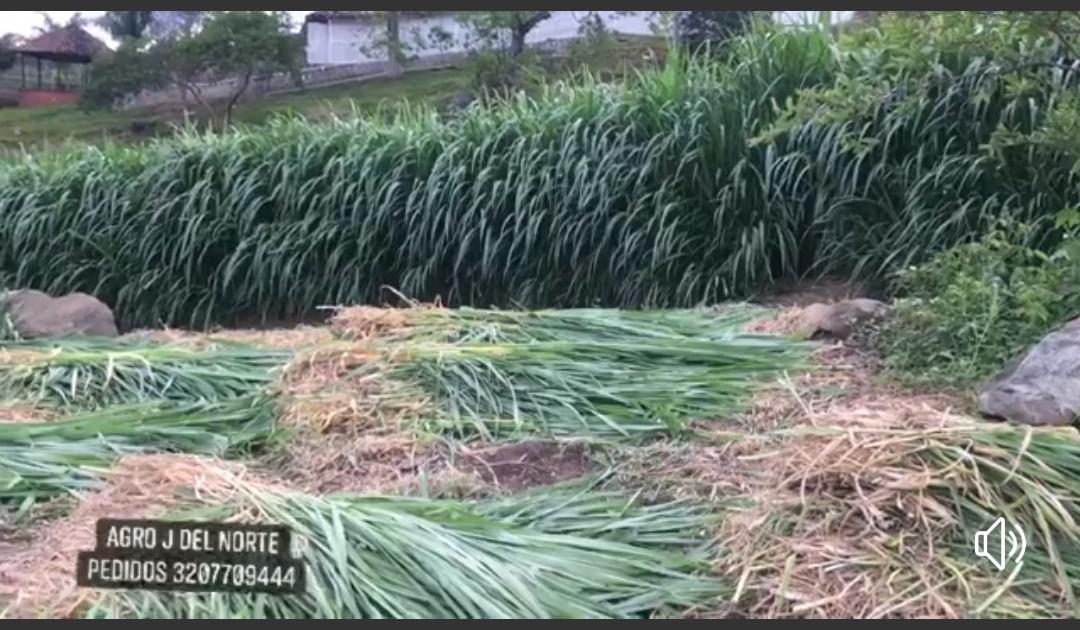Pasto Cuba 22 /Alimento para Equinos y Bovinos