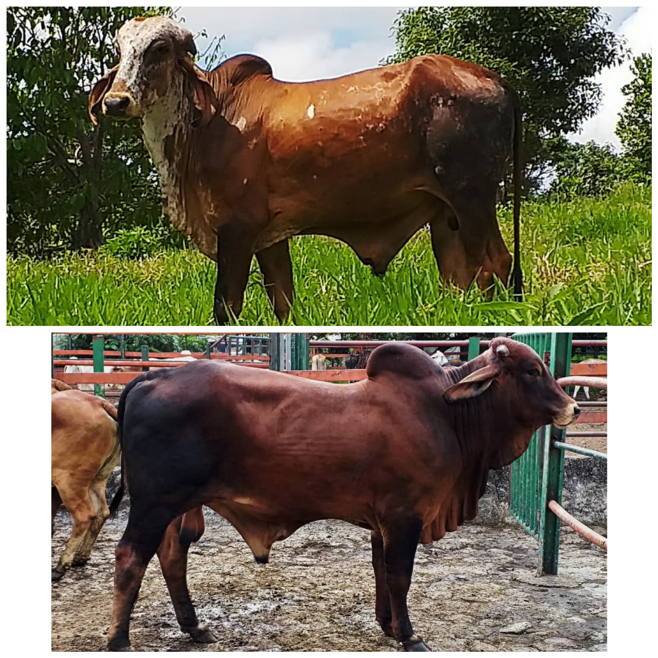 Toros de Excelente Genetica