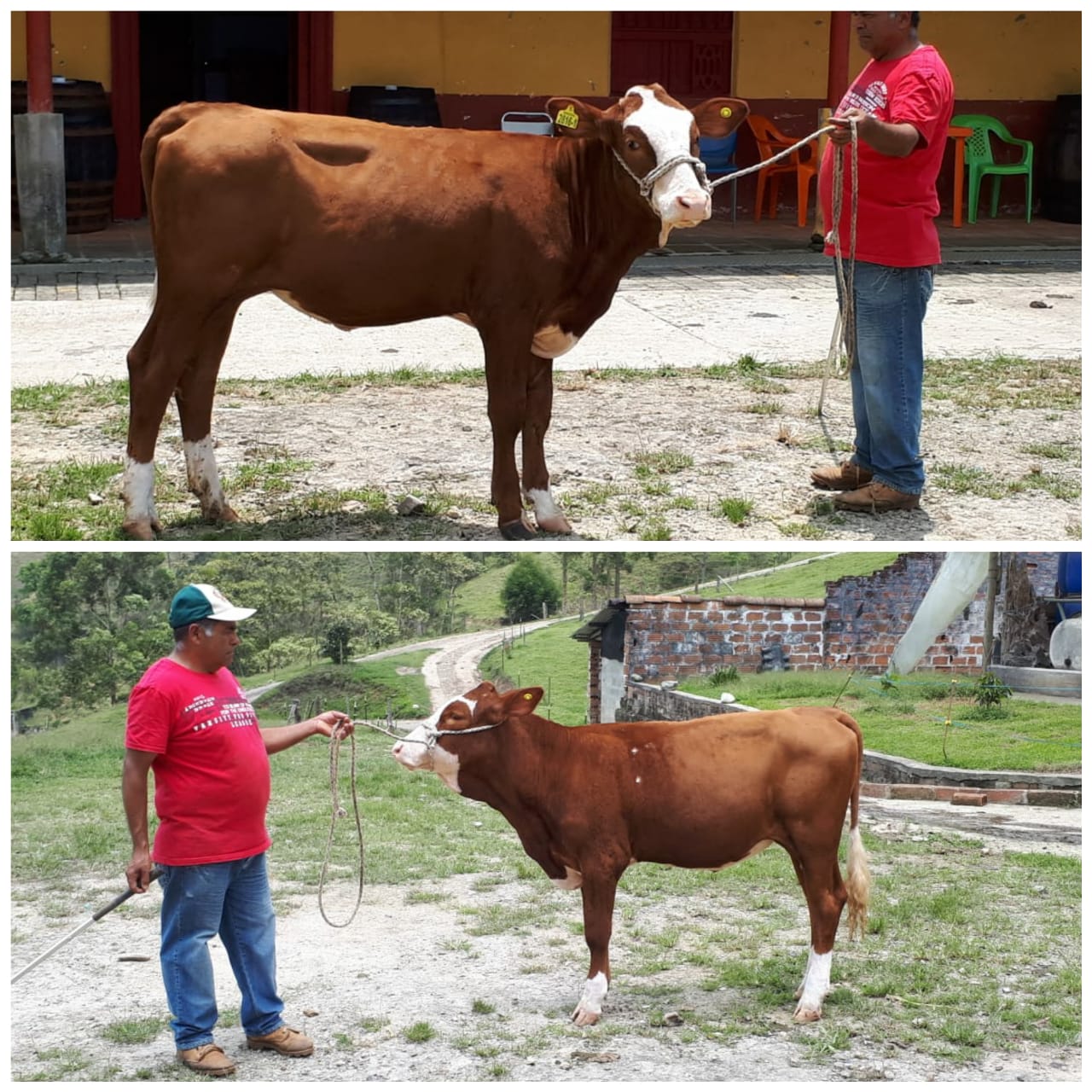 Terneras simmental/ Helen Hurrican 100 por ciento puro
