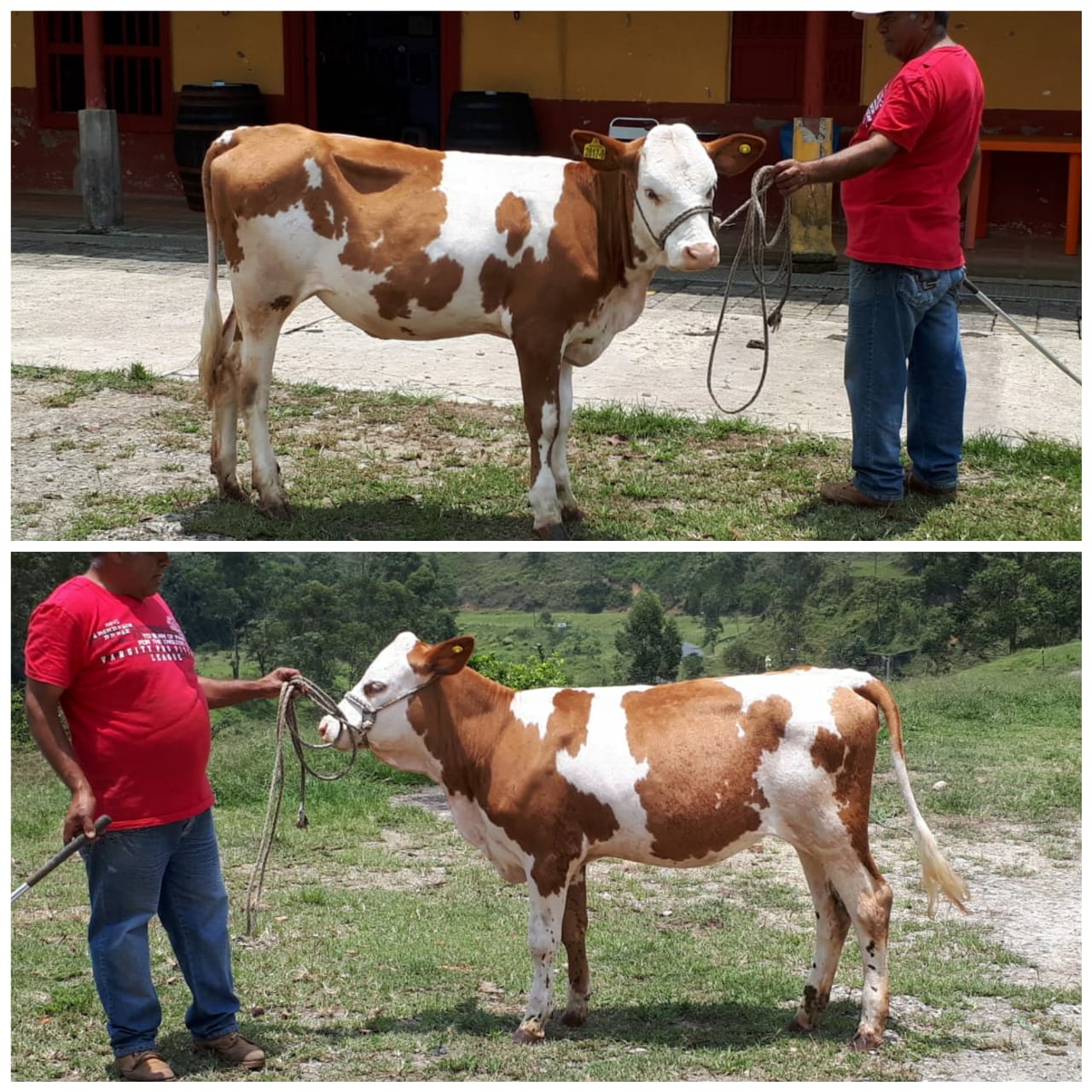 Ternera Simmental puro
