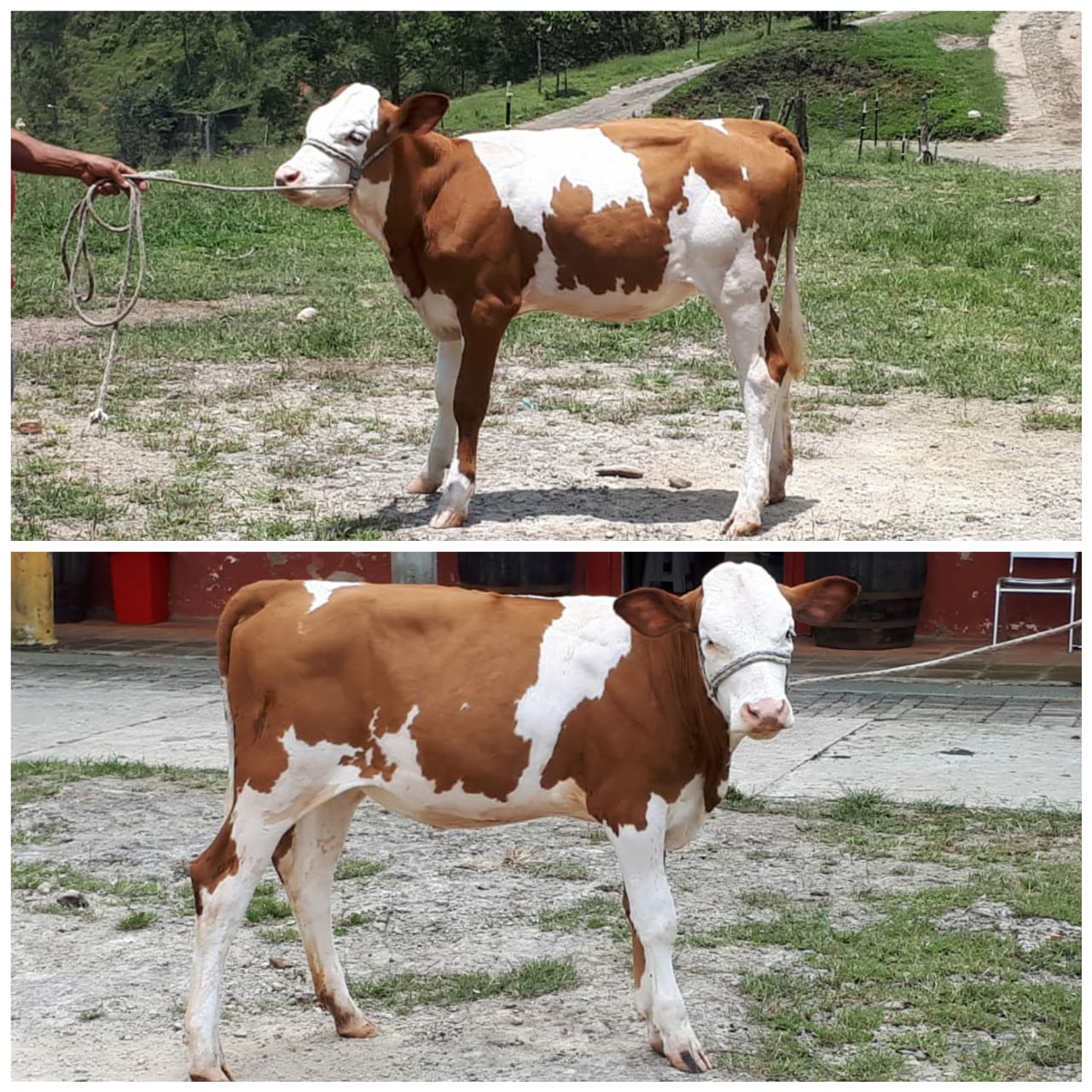 Terneras Simmnetal / Clara Pregonera Champano 100 por ciento puro