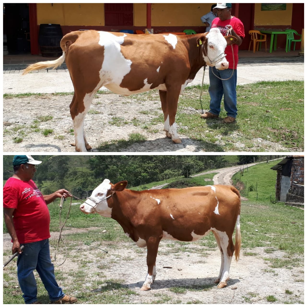 Ternara Simmental / Isabel 100 por ciento pura