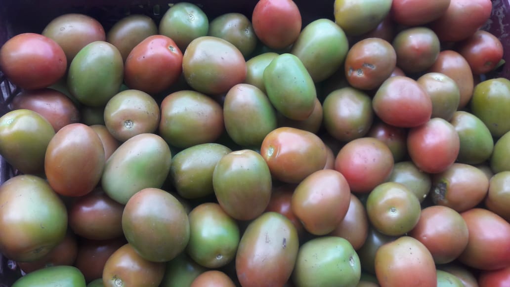 Tomate de aliño