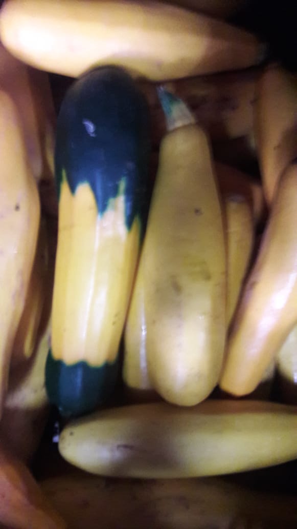 Calabacin