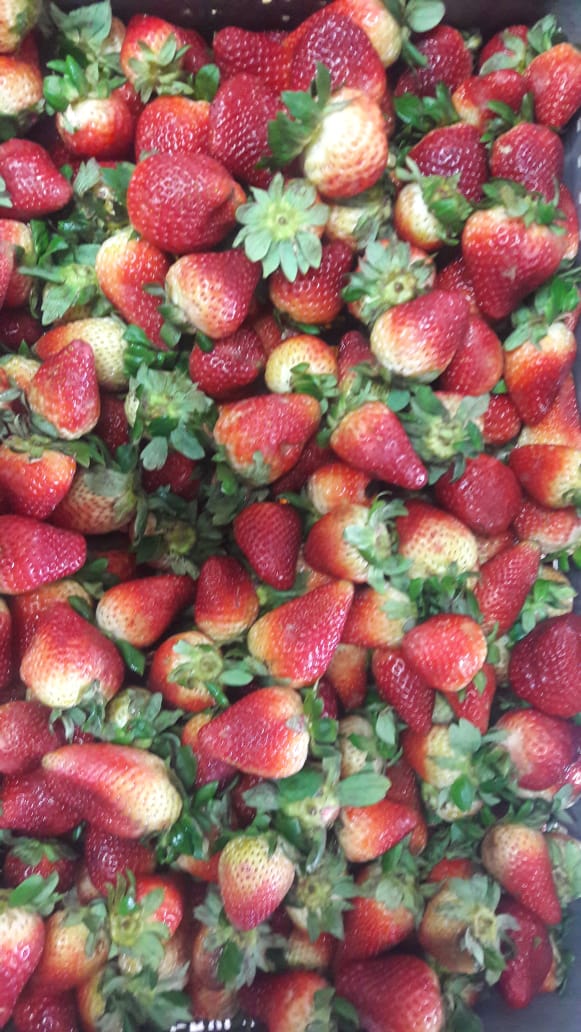 Fresas