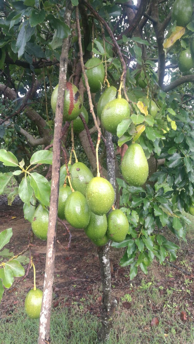 PLANTULAS DE AGUACATE