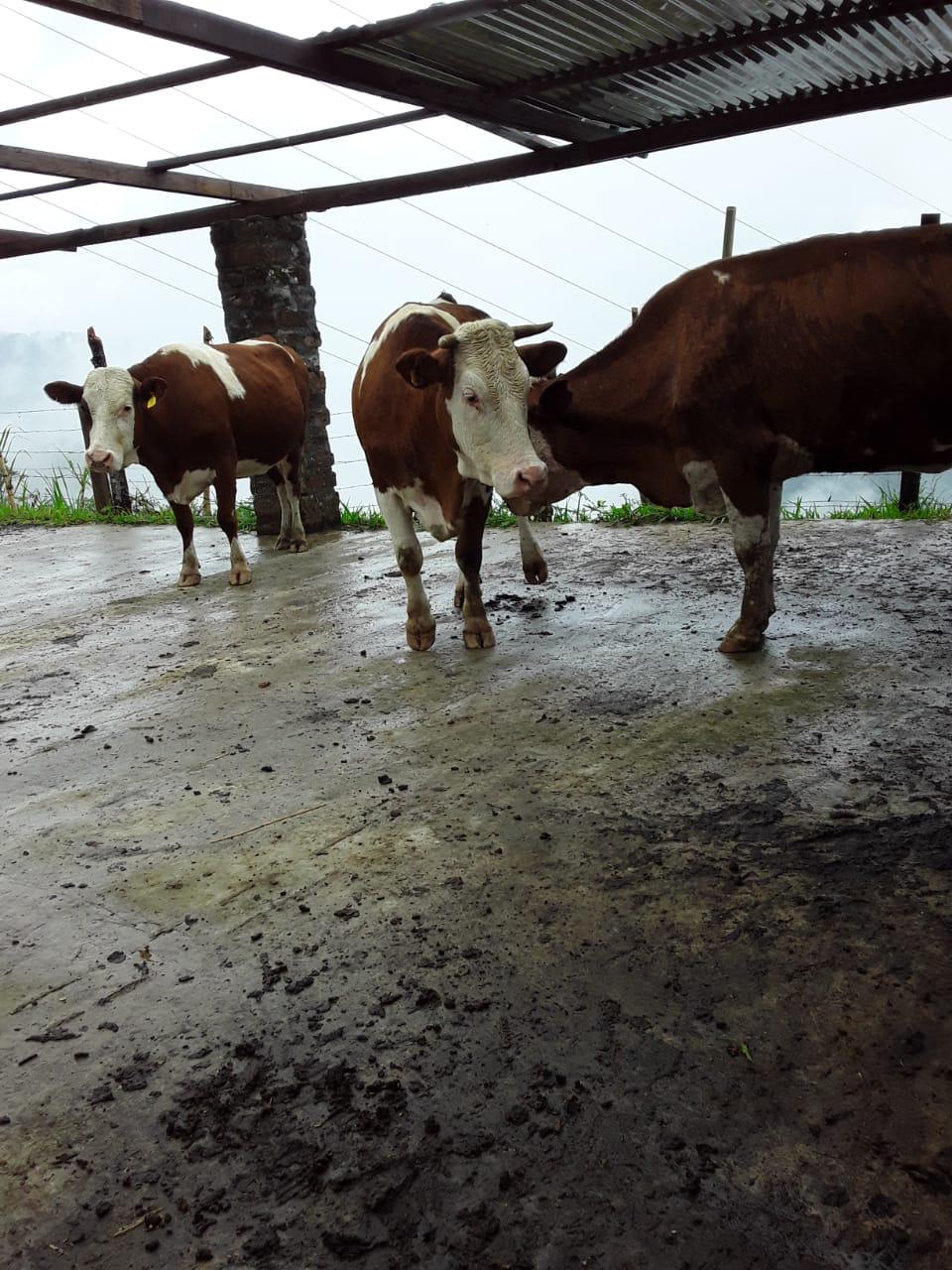 Vacas 8 meses preñez Simmental