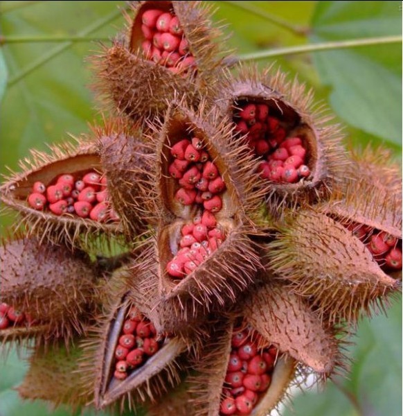 ACHIOTE