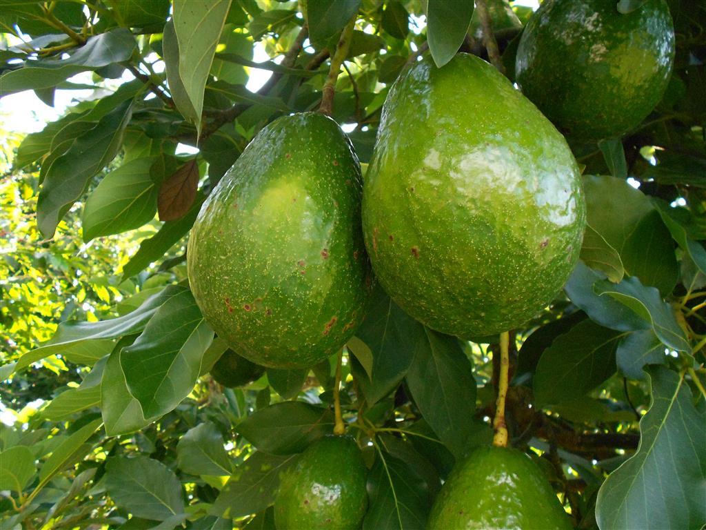Venta aguacate papelillo y criollo