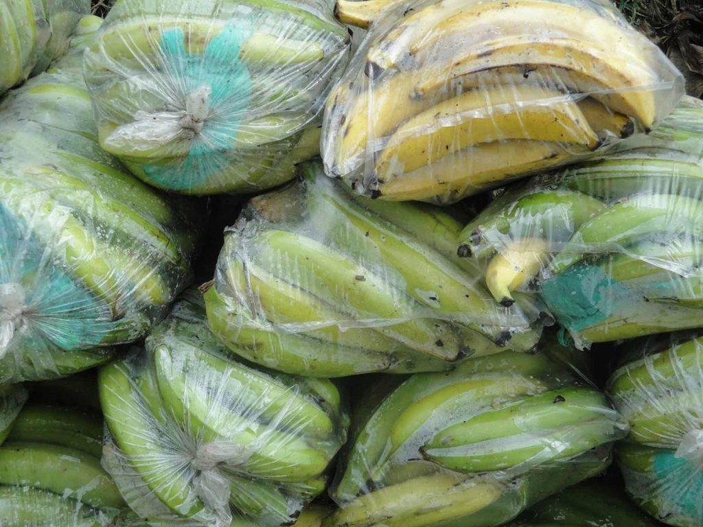 Platano