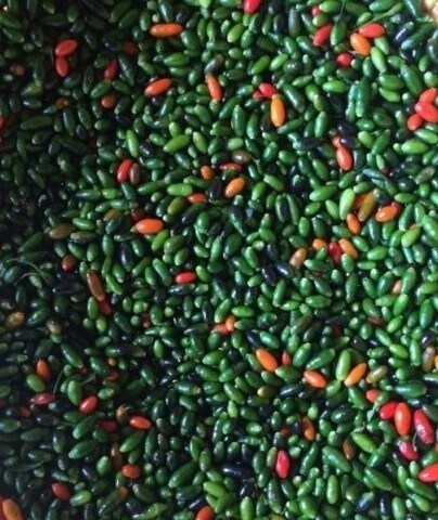 Chile piquín