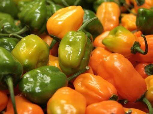 Chile habanero