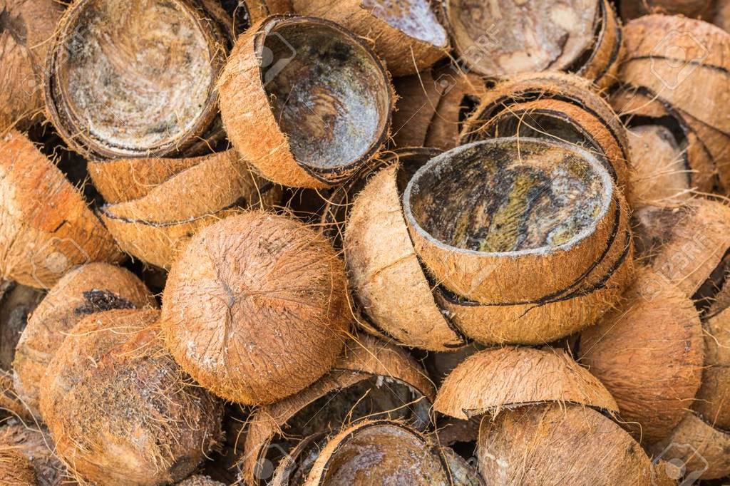 CONCHA DE COCO