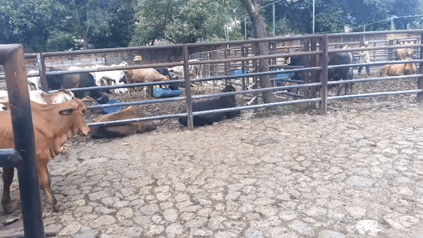 Machos para ceba/ 190 kilos peso