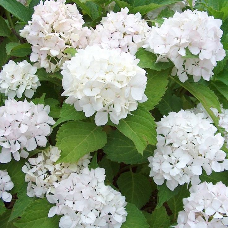 hortencias premium y select base blanca