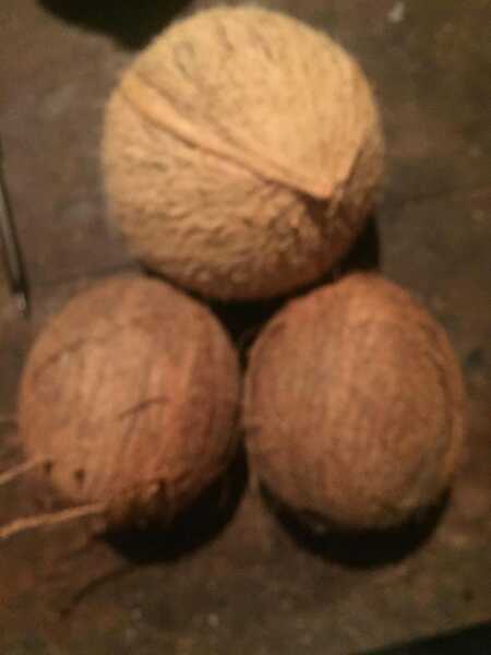 COCO ENTERO AL POR MAYOR