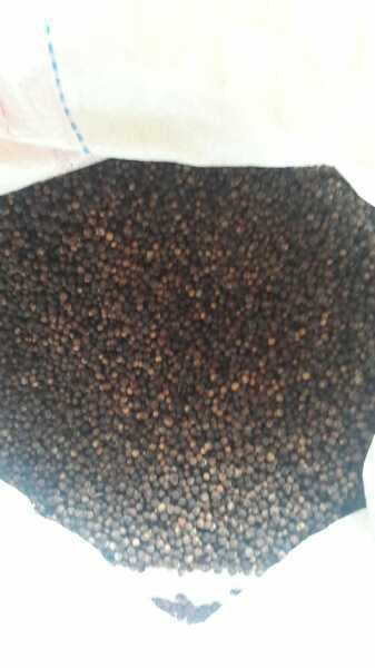 PIMIENTA NEGRA EN GRANO FRESCA