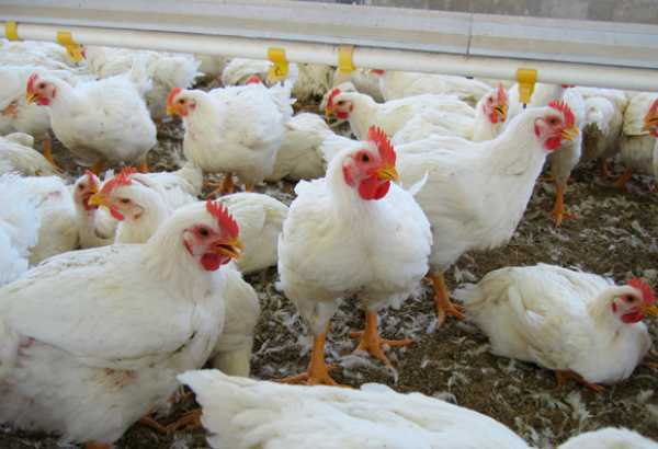 Pollos de engorde