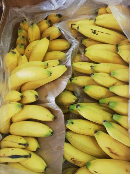 Venta de banano Urabá ? y banano criollo y bananito bocadillo