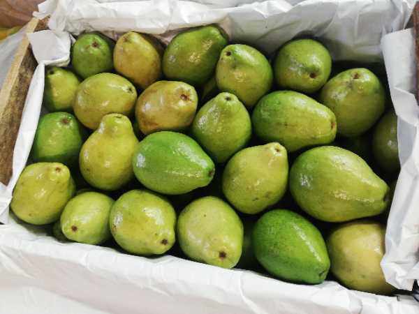 Venta de guayaba