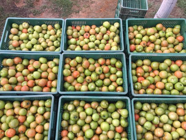 tomate chonto, aliño