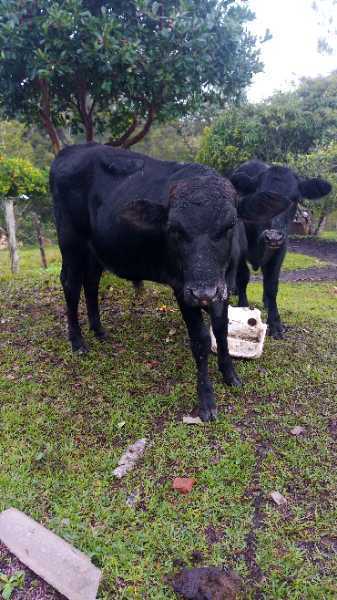 SE VENDEN. ANGUS  - BRANGUS