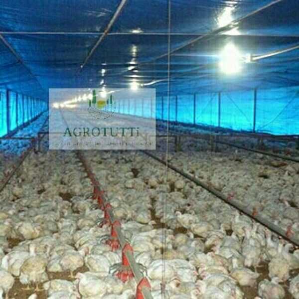 Laminas de cartonplast para encasetado de aves