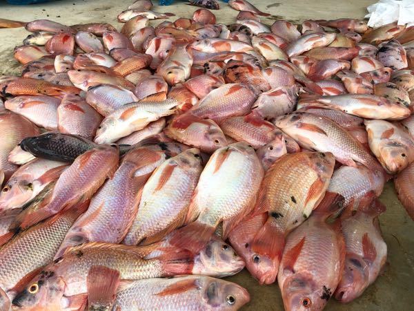 Mojarra Roja