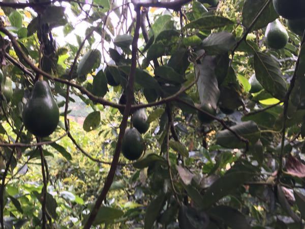 venta de aguacate papelillo