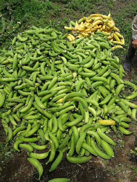 Platano Harton