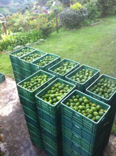 Aguacate hass El Grinta