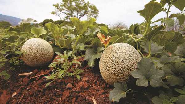 venta de melon