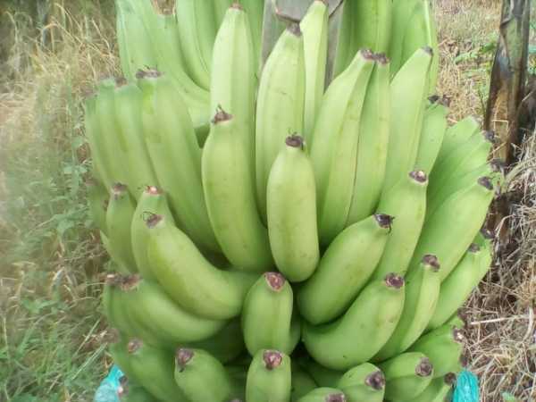 Banano